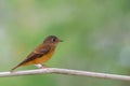 Beautiful birds in nature Ferruginous Flycatcher