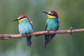 beautiful birds of paradise sit on a branch Royalty Free Stock Photo