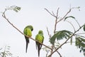 Beautiful birds Prince-Black Parakeets or Nanday Parakeet Aratinga nenday in a tree in the Brazilian Pantanal