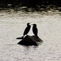 Cormorant silhouettes