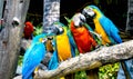 Beautiful birds of Thiland Nonchong Botanical park Royalty Free Stock Photo