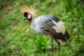 Beautiful birds at tropical zoo. Natural background Royalty Free Stock Photo