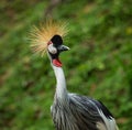 Beautiful birds at tropical zoo. Natural background Royalty Free Stock Photo