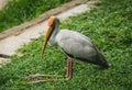Beautiful birds at tropical zoo. Natural background Royalty Free Stock Photo