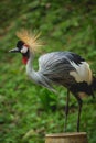 Beautiful birds at tropical zoo. Natural background Royalty Free Stock Photo