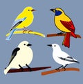Beautiful Birds Vector Sitting On A Branch On A Sunny Day.
