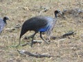 Beautiful birds. Vulturine Guinea Fowls.