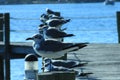 Beautiful Birds wildlife in Panama City Beach Florida USA