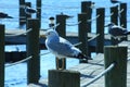 Beautiful Birds wildlife in Panama City Beach Florida USA