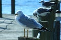 Beautiful Birds wildlife in Panama City Beach Florida USA