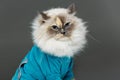 Beautiful birma cat in blue shirt