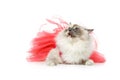 Beautiful birma cat in pink dress Royalty Free Stock Photo