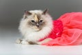 Beautiful birma cat in pink dress Royalty Free Stock Photo