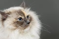 Beautiful birma cat in pink dress Royalty Free Stock Photo