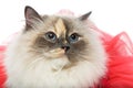 Beautiful birma cat in pink dress Royalty Free Stock Photo