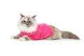 Beautiful birma cat in pink pullover Royalty Free Stock Photo