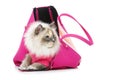 Beautiful birma cat in pink pullover