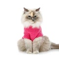 Beautiful birma cat in pink pullover