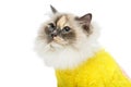 Beautiful birma cat in yellow pullover