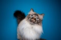 beautiful birman cat head tilt portrait on blue background