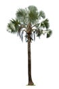 Beautiful bismarck palm tree isolated on white background. Suitable for use in architectural design or Decoration work. Used with Royalty Free Stock Photo