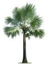 Beautiful bismarck palm tree isolated on white background. Suitable for use in architectural design or Decoration work. Used with Royalty Free Stock Photo