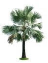 Beautiful bismarck palm tree isolated on white background. Suitable for use in architectural design or Decoration work. Used with Royalty Free Stock Photo