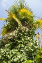 Beautiful Bismarckia nobilis decorating garden. grown as an ornamental plant