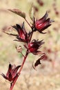 Beautiful bissap flower Royalty Free Stock Photo