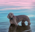 A beautiful bitch breed Weimaraner stands in the water. Royalty Free Stock Photo