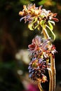 Beautiful black Aeonium on black background in spring.