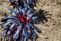 Beautiful Black Aeonium at a botanical garden in spring season.