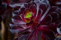 Beautiful Black Aeonium at a botanical garden in spring season.