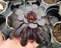 Beautiful black Aeonium Rose, a dark colored succulent