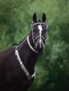 Beautiful black akhal-teke horse with white line on forehead with turkmen bridle and collars on forest background