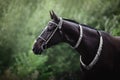 Beautiful black akhal-teke horse with white line on forehead with turkmen bridle and collars on forest background