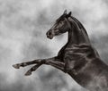 Beautiful black Andalusian horse rearing Royalty Free Stock Photo