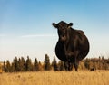 Beautiful Black Angus. Black cow on the pasture Royalty Free Stock Photo