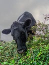 Beautiful black angus cow behind natural hedge. Selective focus