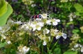 Beautiful black beetle with bright red stripes on white flower Royalty Free Stock Photo