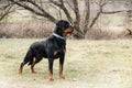 Beautiful black big dog breed rottweiler portrat close-up Royalty Free Stock Photo