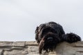 A beautiful black big dog looking over a fence Royalty Free Stock Photo