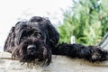 A beautiful black big dog looking over a fence Royalty Free Stock Photo