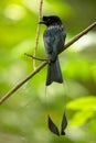 Beautiful black bird, Greater Racket-tailed Drongo, Dicrurus paradiseus, perching on a branch in Singapore.