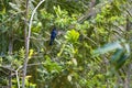 Beautiful black bird, Greater Racket-tailed Drongo, Dicrurus paradiseus, perching on a branch, bird of Thailand
