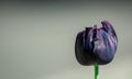 Beautiful black black purple tulips in the park Royalty Free Stock Photo