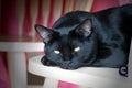 Beautiful black Bombay cat looking at camera.