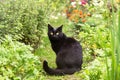 Beautiful black bombay cat with yellow eyes sit outdoors in nature in autumn summer garden with plants and flowers Royalty Free Stock Photo