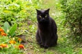 Beautiful black bombay cat with yellow eyes sit outdoors in nature in summer garden with plants and flowers Royalty Free Stock Photo