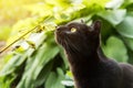 Black cat sniffs grass and plants outdoors in nature Royalty Free Stock Photo